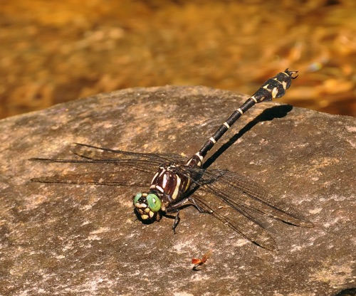 Male
2011_10_05_Fannin